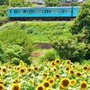 去走老兵と向日葵　