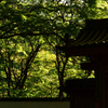 緑光