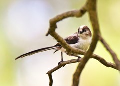 幼鳥