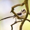 幼鳥