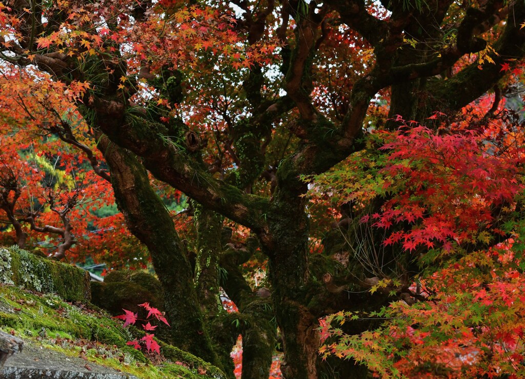 苔に紅葉