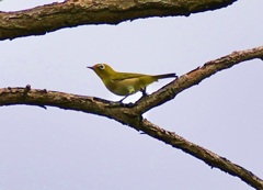 幼鳥