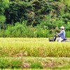 駆け抜ける