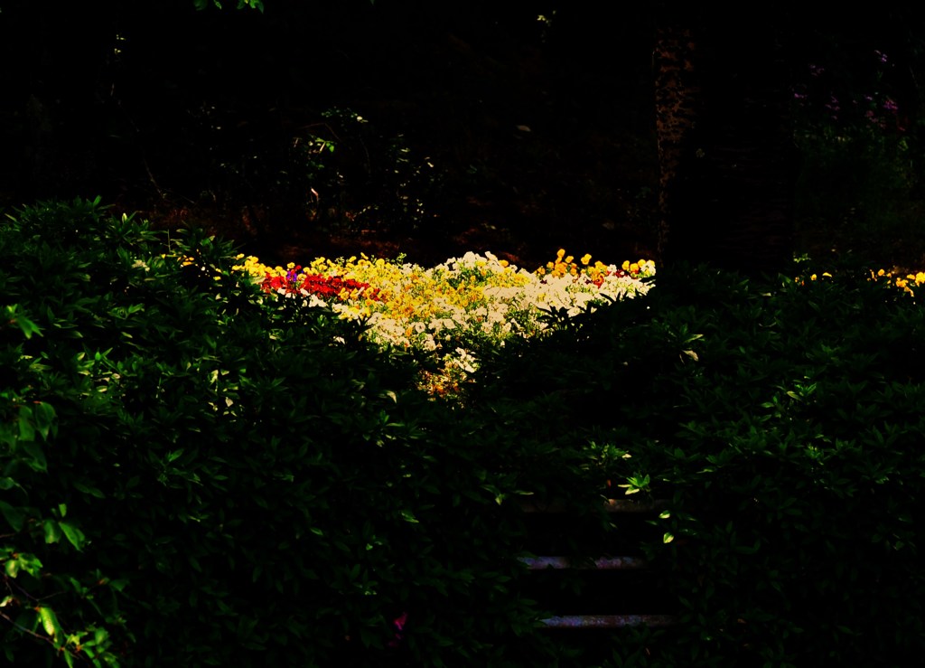 花盛