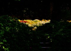 花盛