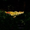 花盛