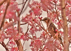 桜映