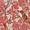 桜映