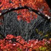 紅葉の次