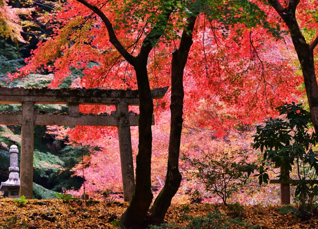 鳥居の向こうは