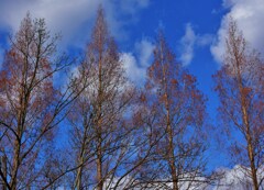 冬の青空