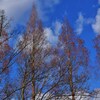冬の青空