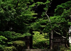 結界の緑