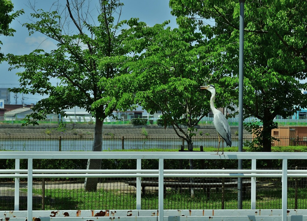 呟き
