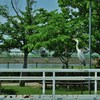 呟き