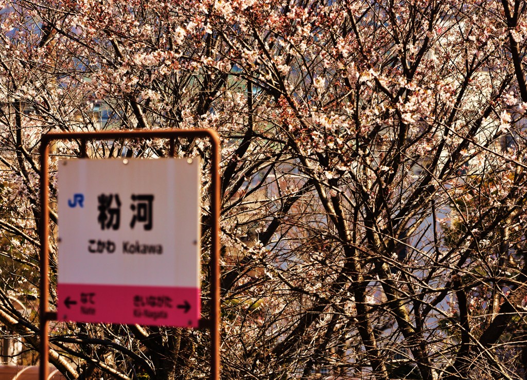 駅桜
