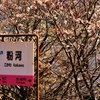 駅桜