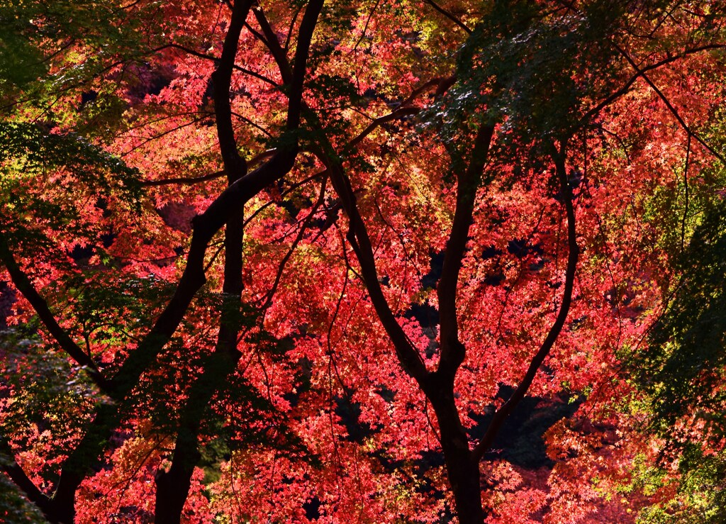 紅鮮