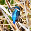 カワセミ