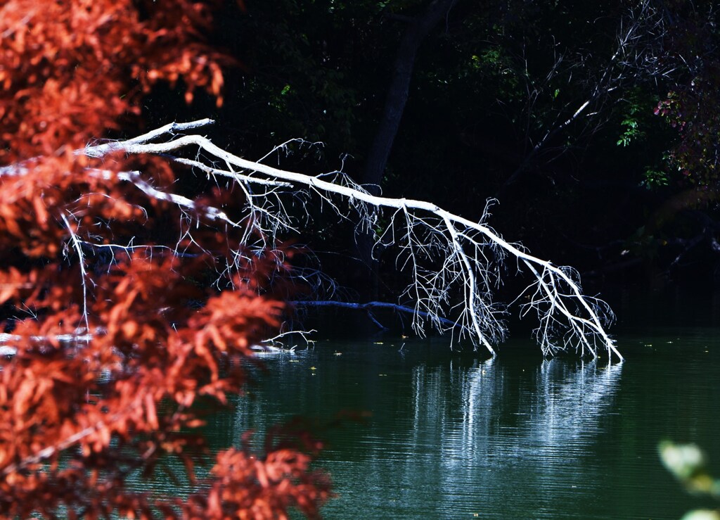 枯れ木と紅葉