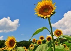 飛蜂ハチのムサシ