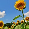 飛蜂ハチのムサシ