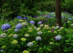 花流