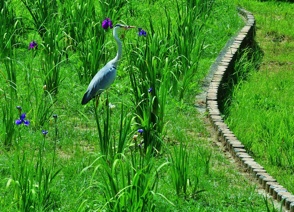 花鳥
