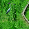花鳥