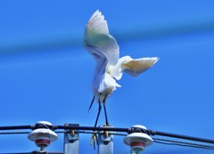風戯