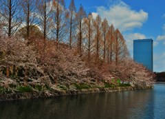 桜堤