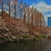 桜堤