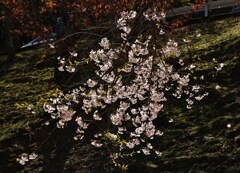 桜影