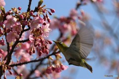 メジロと河津桜