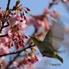 メジロと河津桜