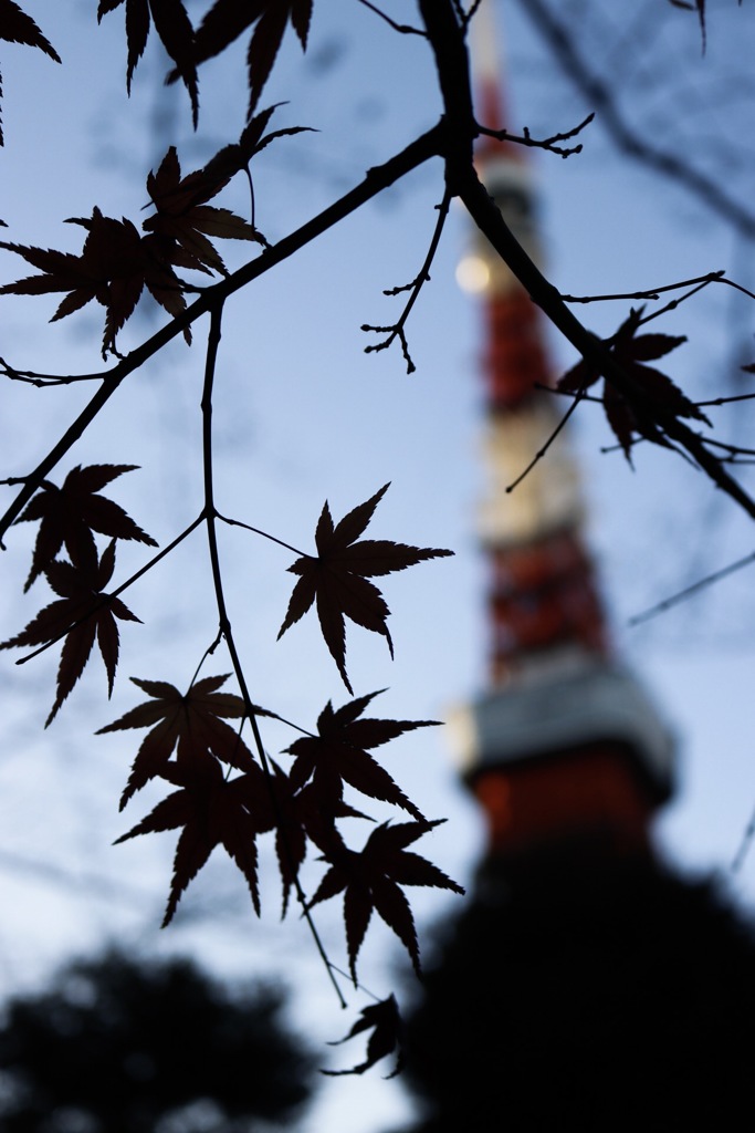 東京タワー紅葉