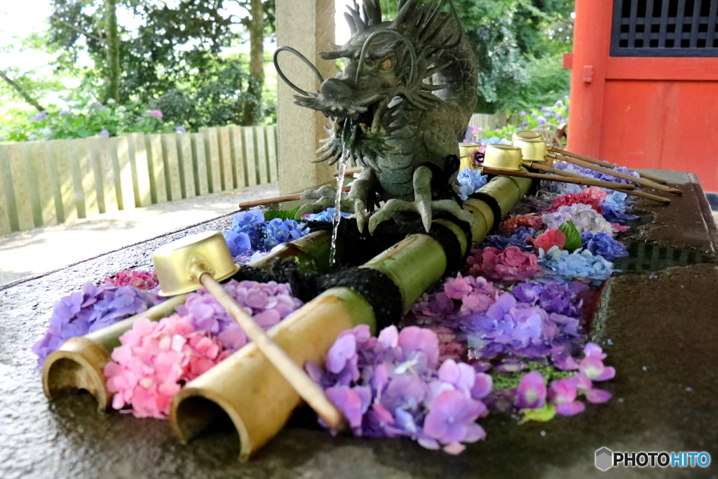 紫陽花