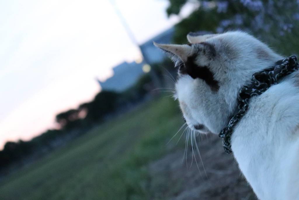 何をみてるの？
