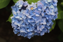 紫陽花