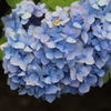 紫陽花