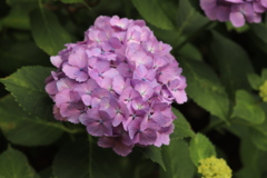 紫陽花