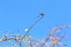 アキアカネと桜