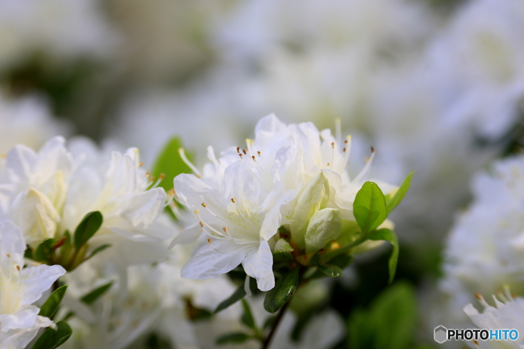 つつじの花