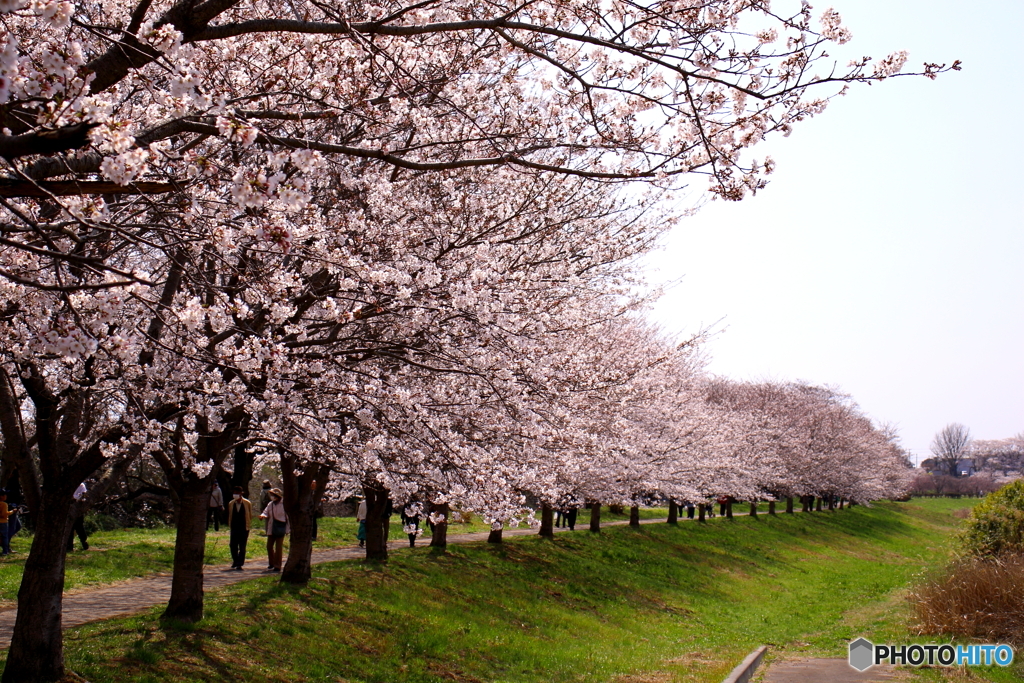 桜並木