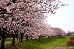 桜並木