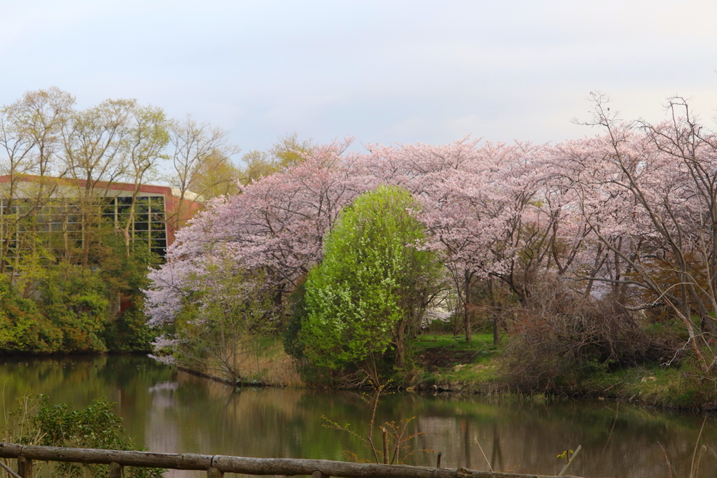 桜