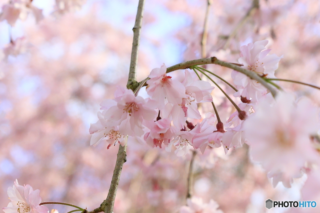 しだれ桜