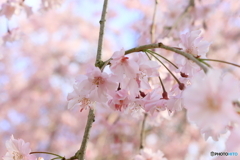 しだれ桜