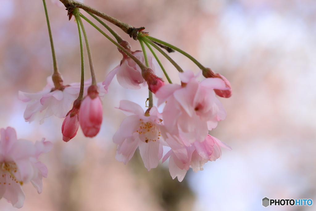 しだれ桜