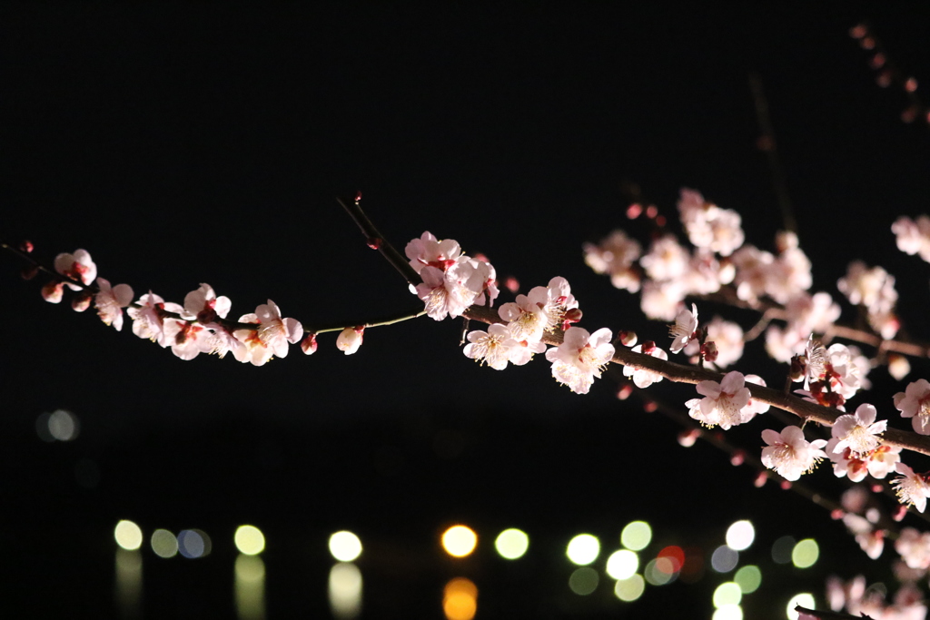 梅の花